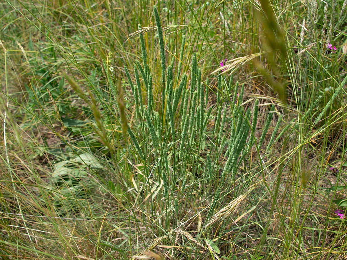 Habitus